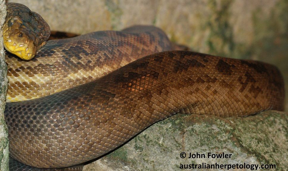 Timor Python - Malayopython (was Python) timoriensis